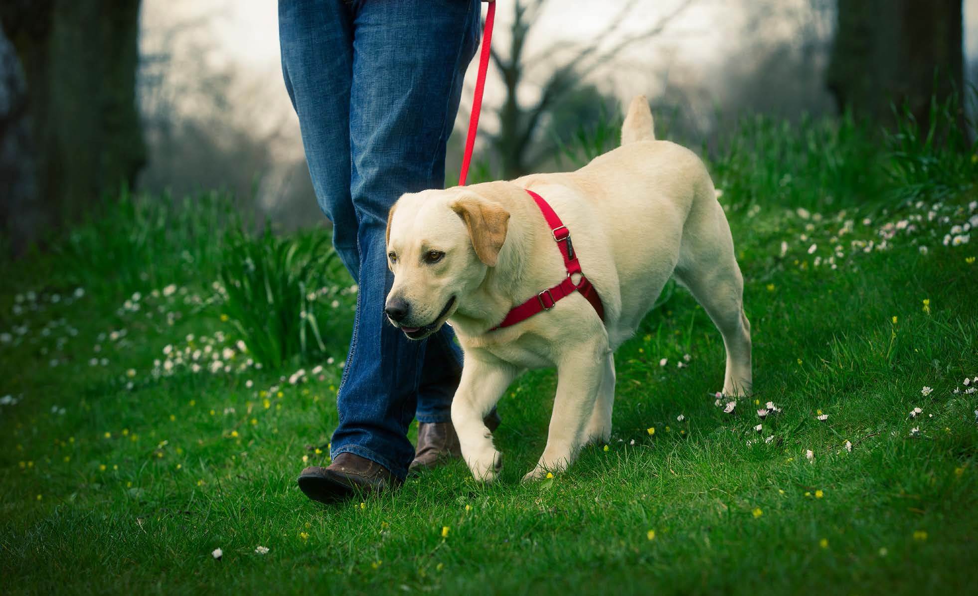 Дрессировка щенка лабрадора: воспитание, обучение собаки правилам и командам в домашних условиях