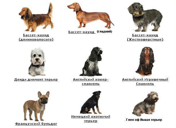 Маленькие породы собак - 35 маленьких собак с описанием и фото