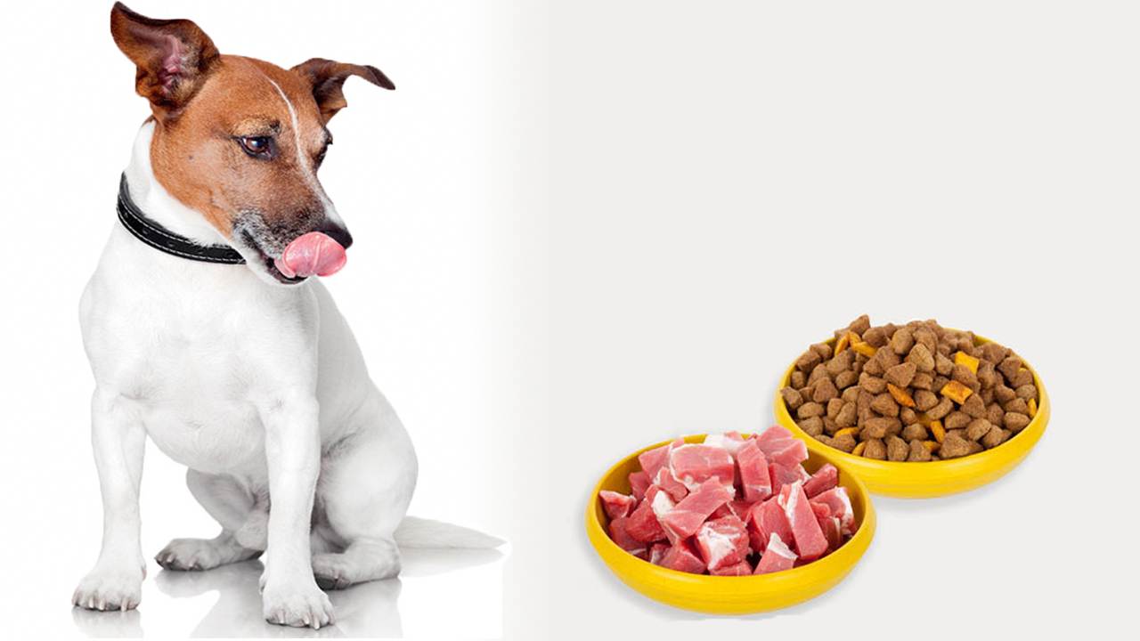 Чем кормить собаку после родов?