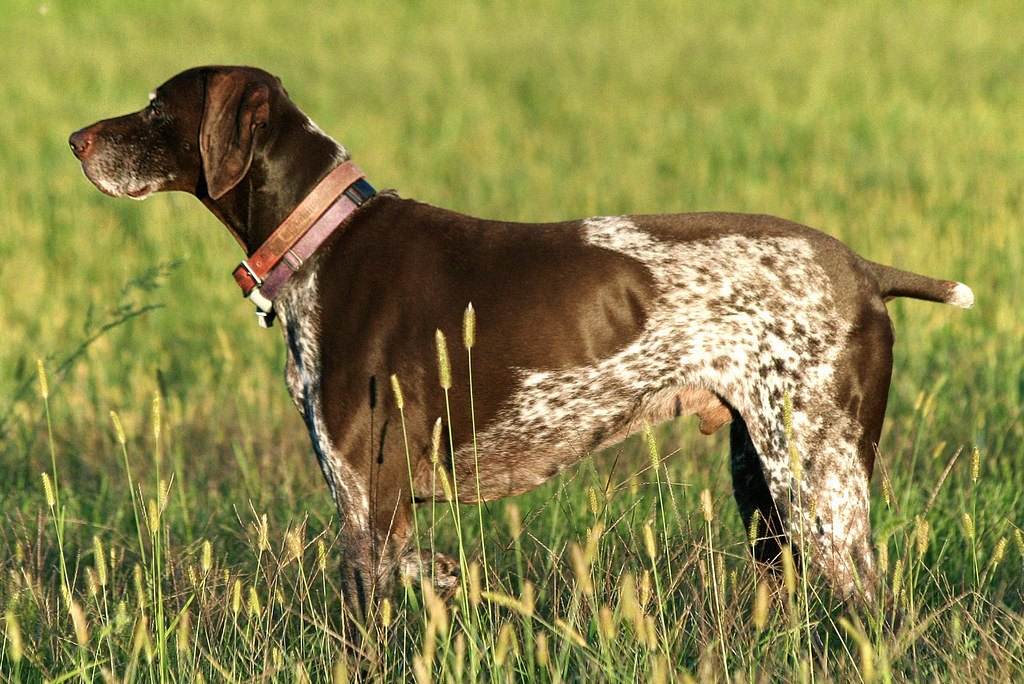 Курцхаар — фото, описание породы собак, характеристика немецкого пойнтера