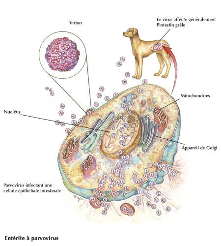 Парвовирусный энтерит у кошек: признаки, диагностика, лечение | ваши питомцы