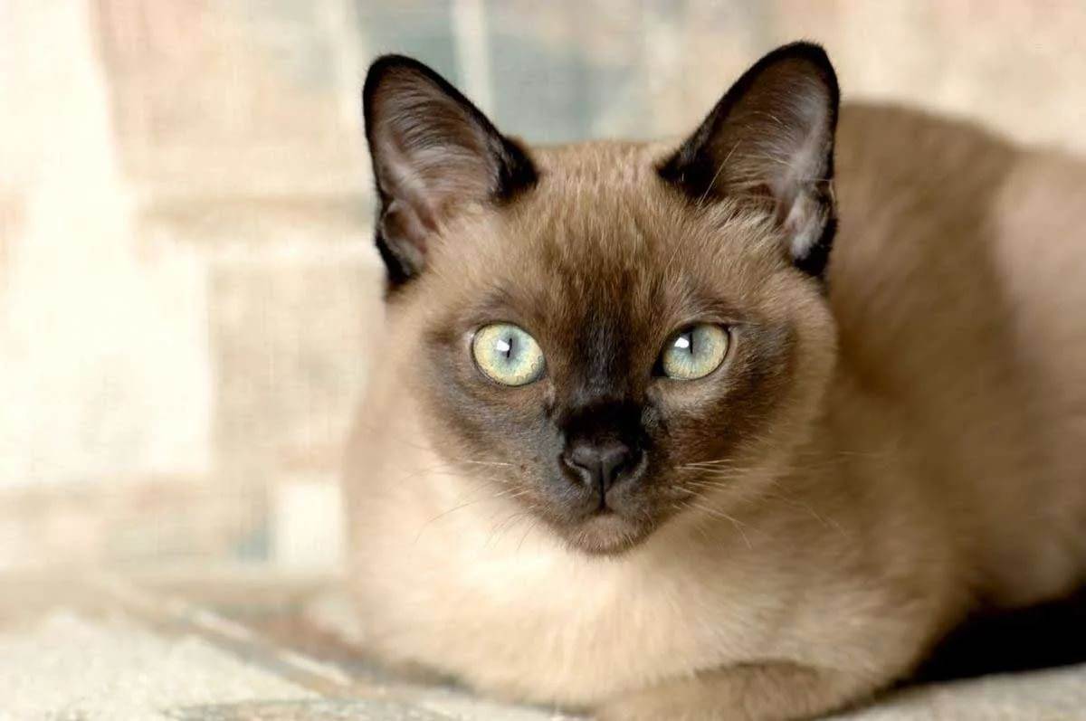 Подробная характеристика тонкинской кошки: внешний вид и характер породы