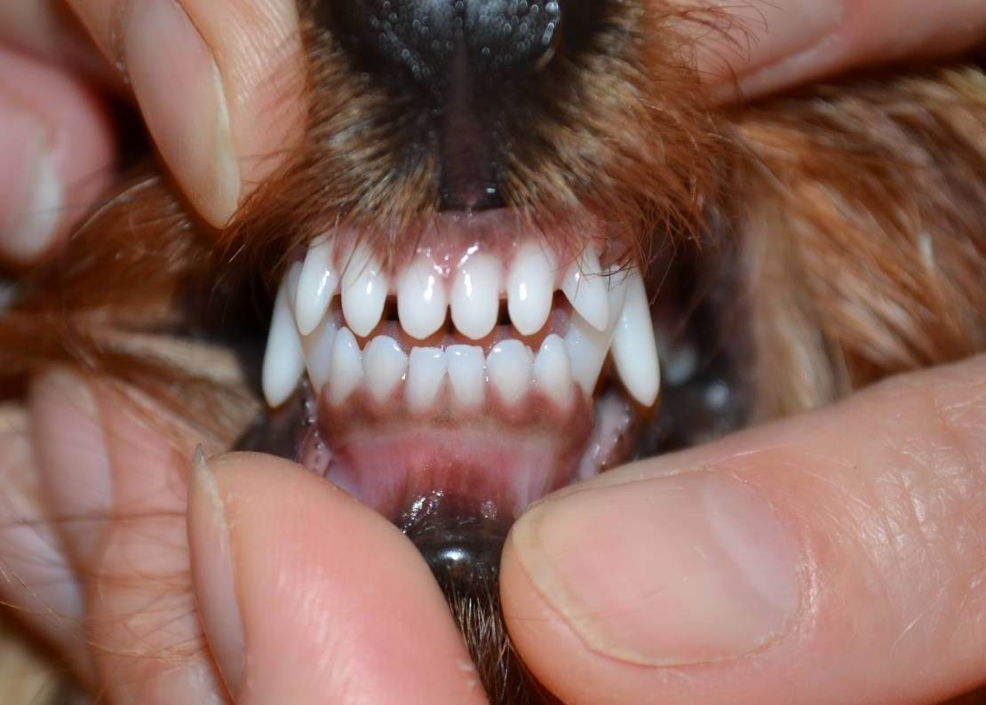 Как определить возраст собаки по зубам: 6 шагов