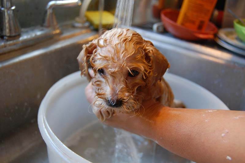 Как часто можно купать щенка или взрослую собаку с шампунем: сколько раз в месяц