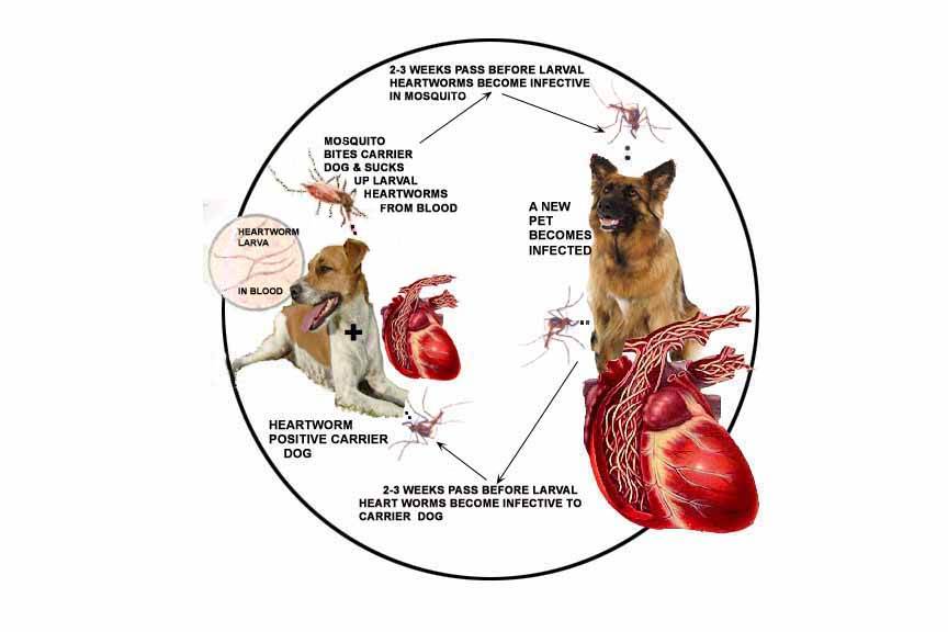 Дирофиляриоз у собак. диагностика и его профилактика | ветпрактика