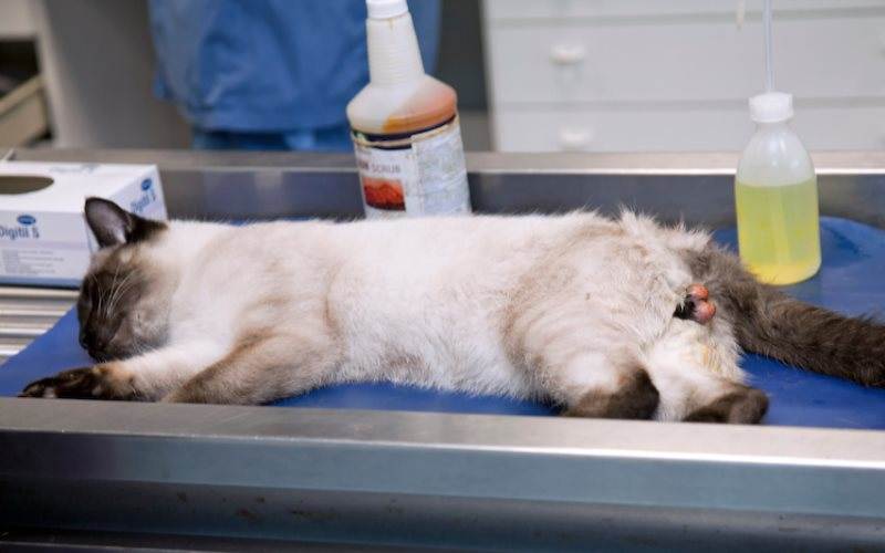 Кошка ничего не ест только пьет воду: основные причины, что делать, как помочь питомцу