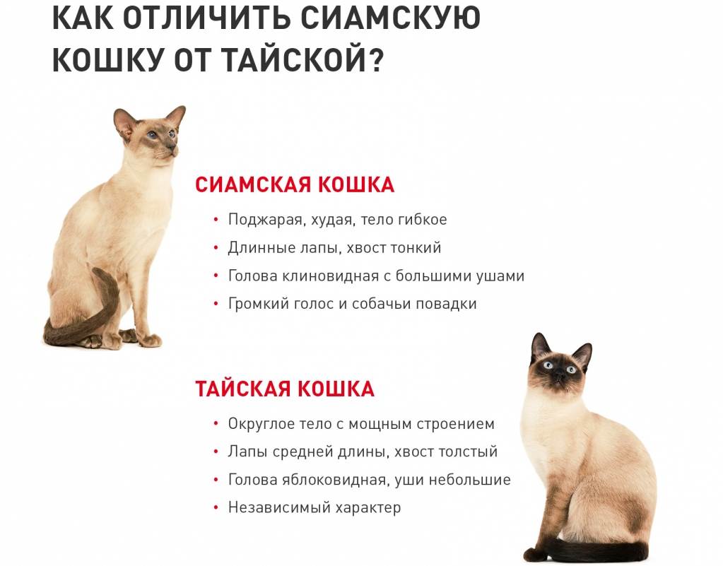 Породы кошек с фотографиями, названиями и особенностями характер