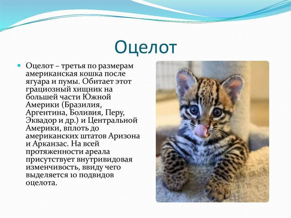 Оцелот - описание кошки, как выглядит, где обитает и чем питается