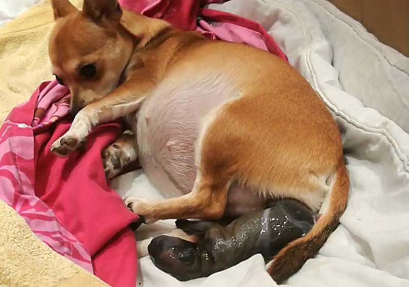 Как понять, что собака рожает - 10 признаков родов
