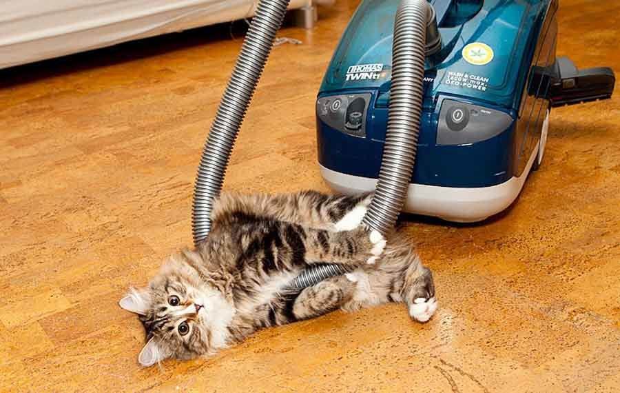 Почему кошки боятся пылесоса - причины и что делать