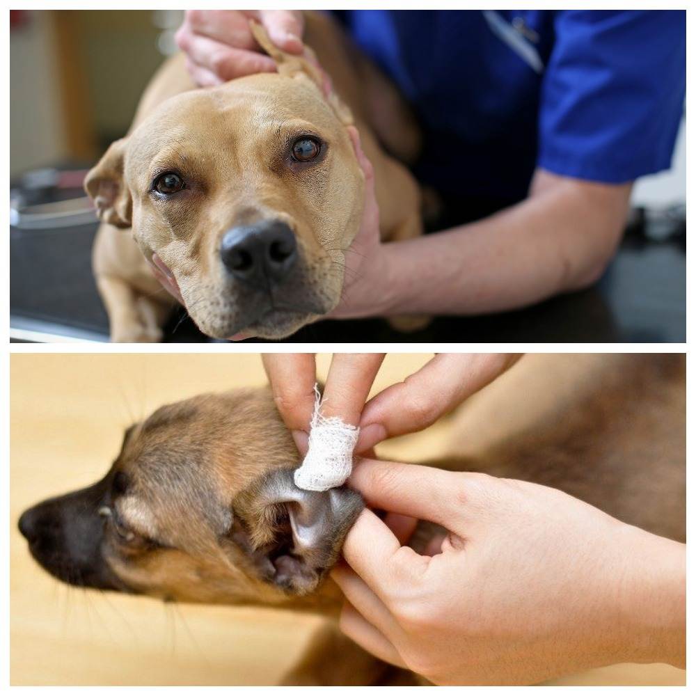 Симптомы отодектоза у собак, план лечения, местные и системные препараты