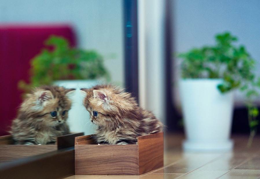 Самые красивые кошки в мире: смотрите рейтинг самых милых пород | сайт о домашних животных