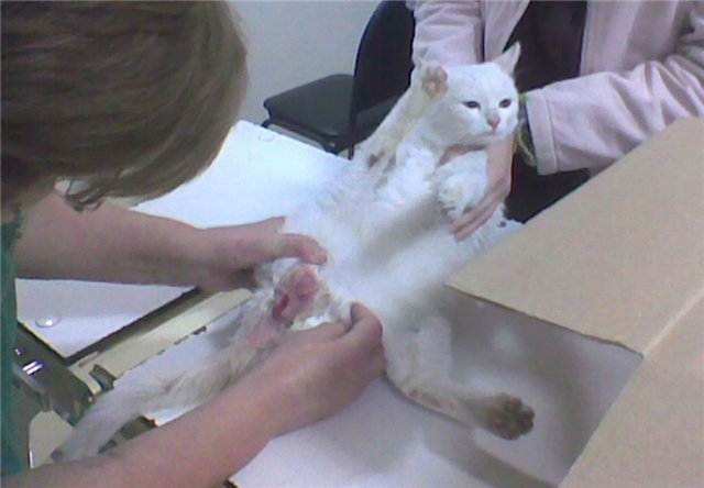 Болезни кошек: симптомы, лечение и профилактика