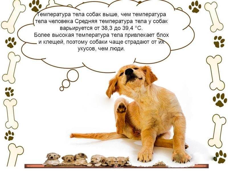 Нормальная температура у собак - показатель здоровья собаки