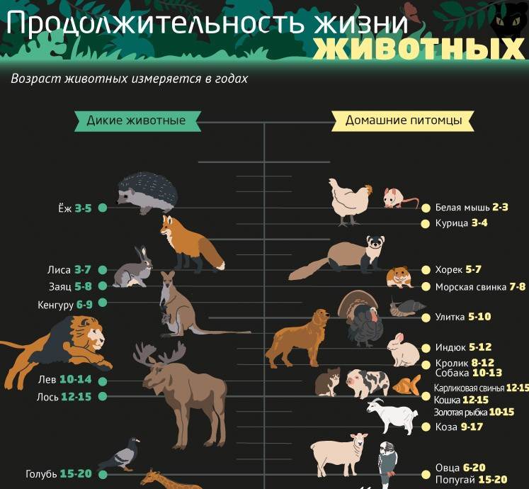 Сколько живут собаки