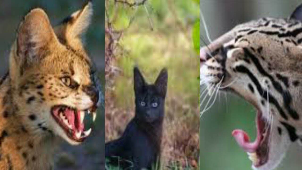 26 кошек находящихся на грани исчезновения
