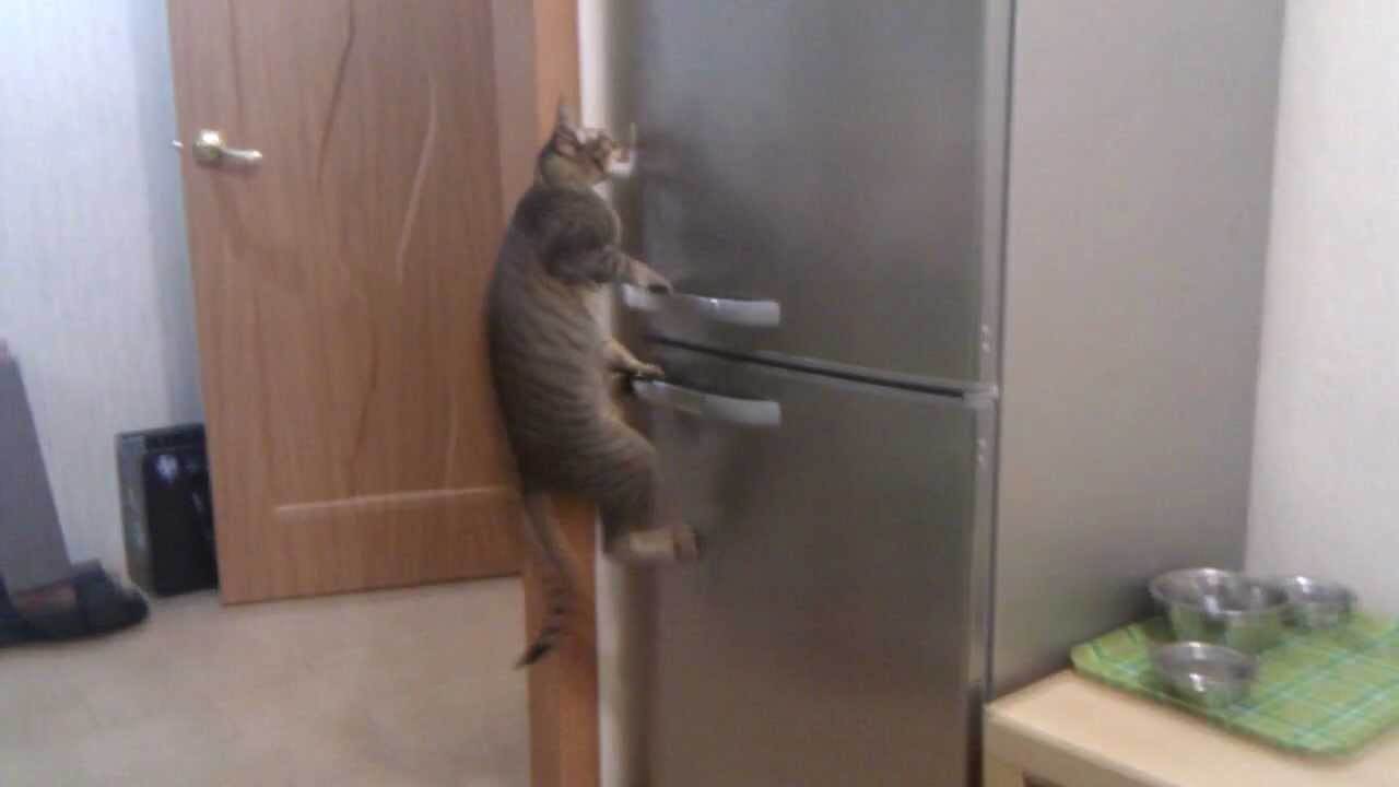 Как отвадить кошку гадить под дверью? 3 способа борьбы с проблемой