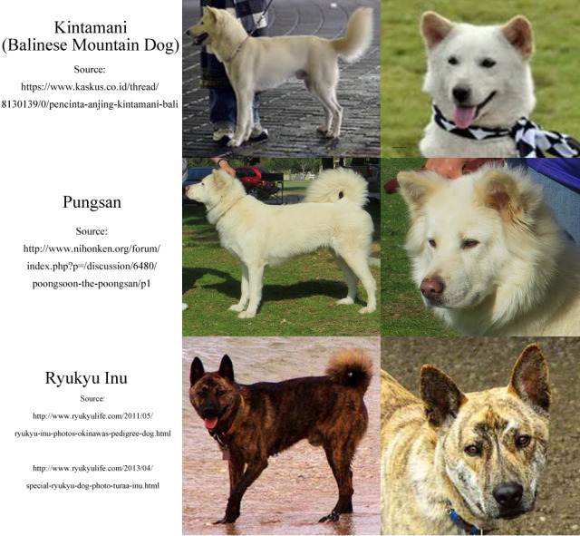Кинтамани (порода собак) - wi-ki.ru c комментариями