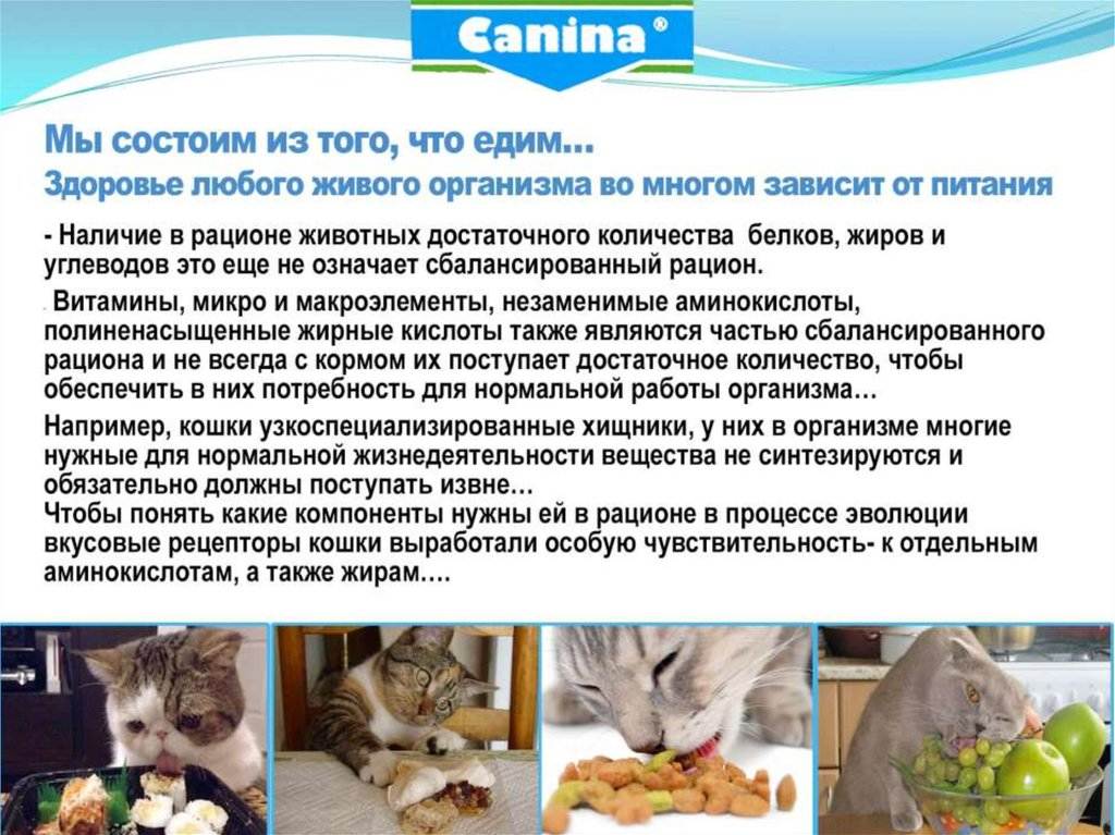 Чем кормить котенка в 1 месяц без кошки: смеси, корма, натуральные продукты