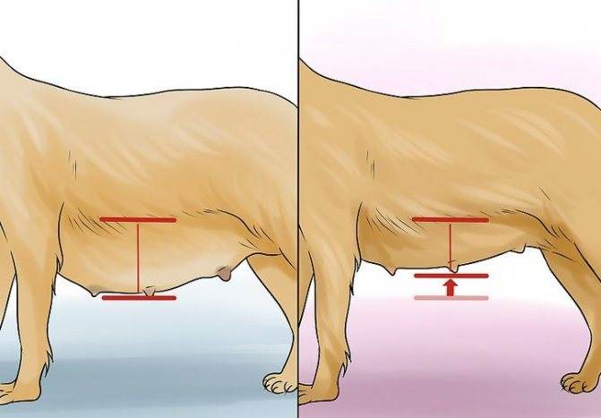 Помощь при укусе собаки
