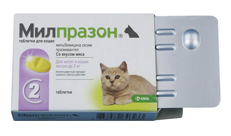 Мочекаменная болезнь у кошек - симптомы, лечение, профилактика