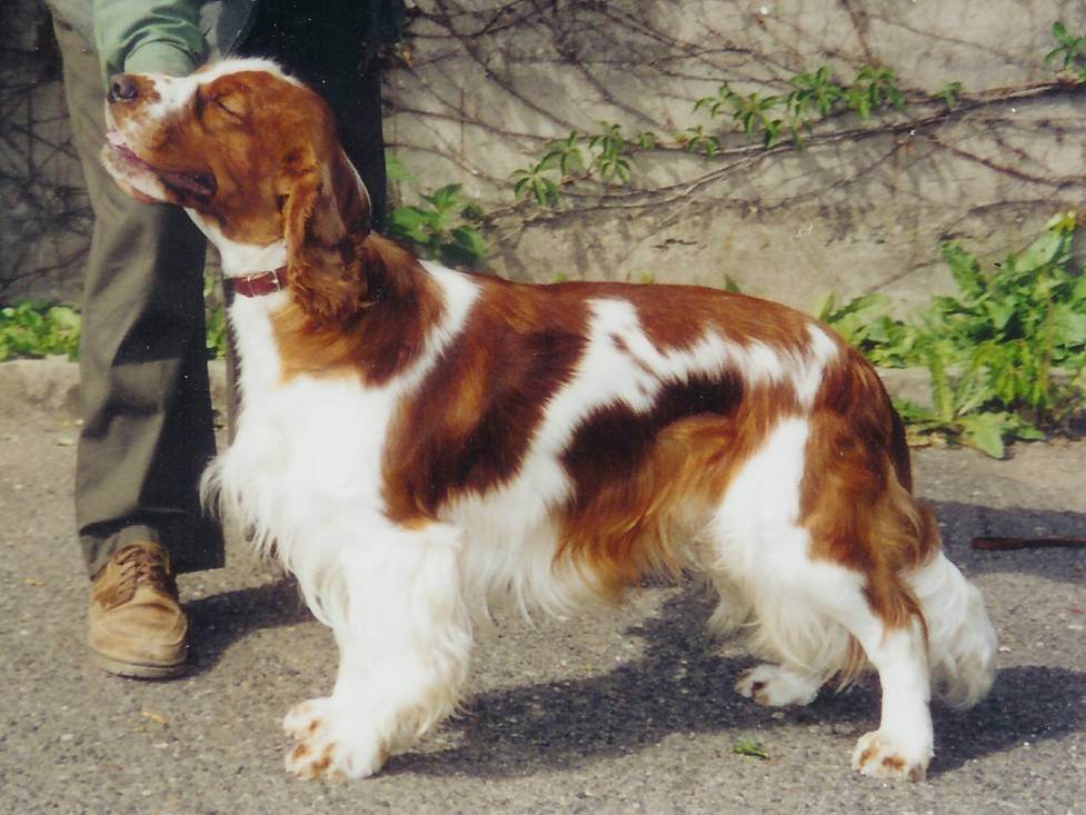 Вельш-спрингер-спаниель: характеристики породы собаки, фото, характер, правила ухода и содержания