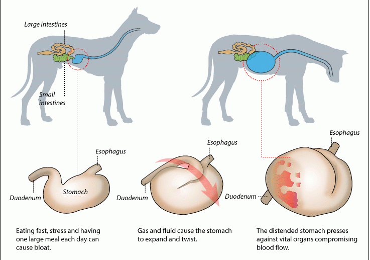 Заворот желудка у собак