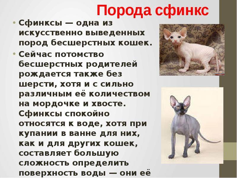 Все о маленьких кошках бамбино: описание и характеристики породы, разведение и уход