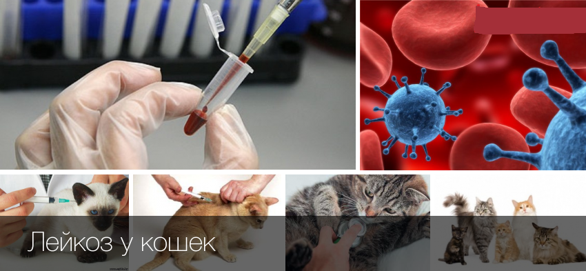 Вирусный лейкоз (лейкемия) у кошек: симптомы и вакцинацияветлечебница рос-вет