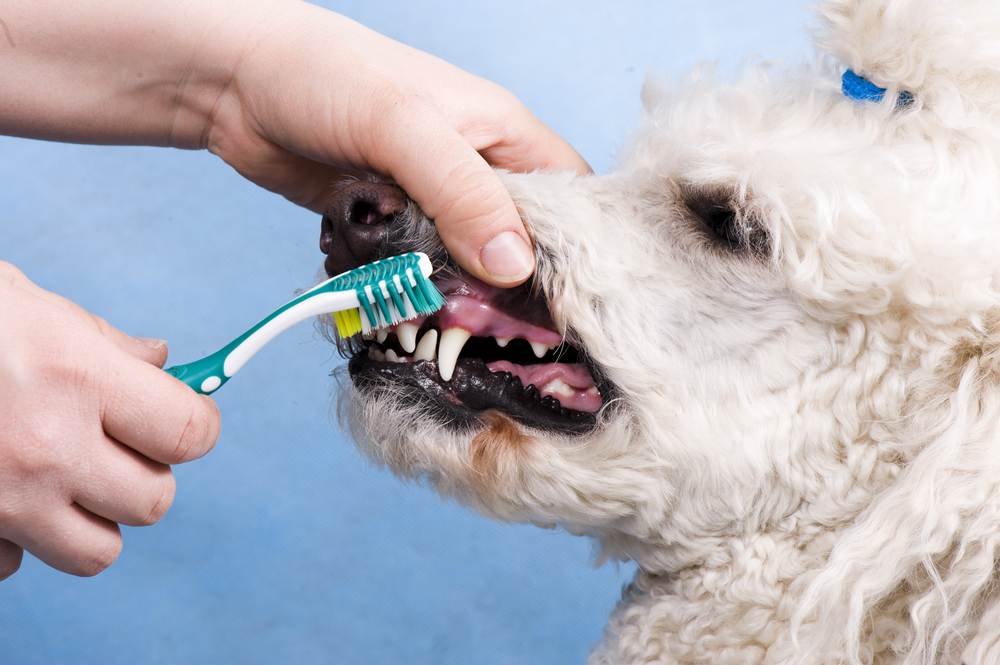 Как чистить зубы собаке правильно в домашних условиях - petstory