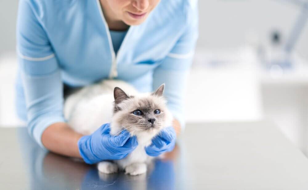 У кота кал с кровью: причины, диагностика, лечение | блог ветклиники "беланта"