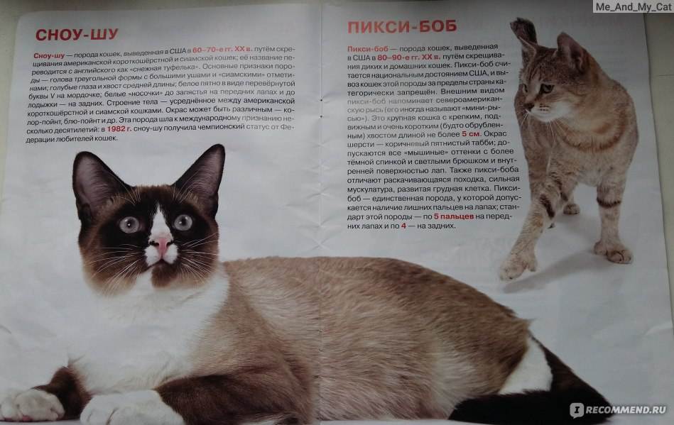 Сноу шу кошки: описание породы, характер, здоровье