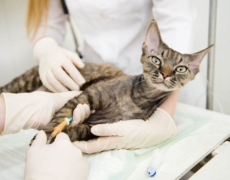 Хроническая почечная недостаточность у кошек: причины, симптомы, диагностика, лечение, профилактика
