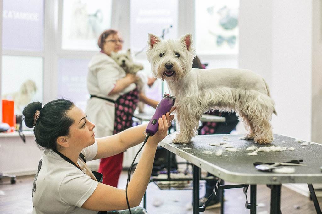 Грумер: что это за профессия, как стать парикмахером для животных