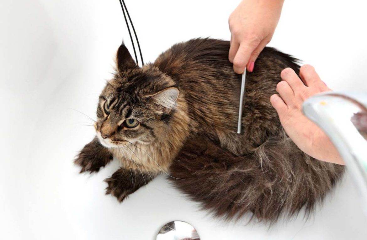 Как и чем вычесать кота: советы по уходу за шерстью кошки