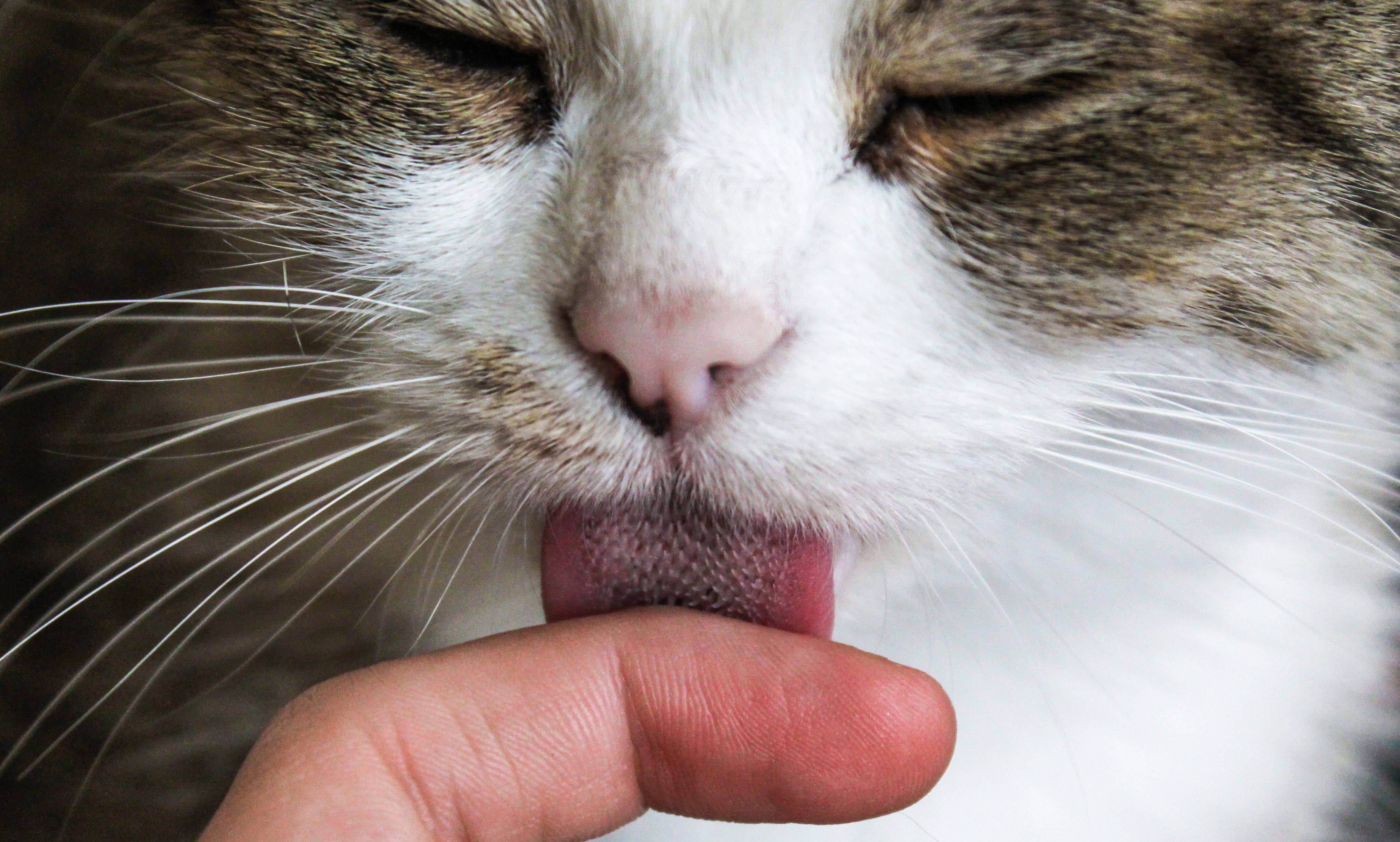 Почему у кота или кошки текут слюни изо рта