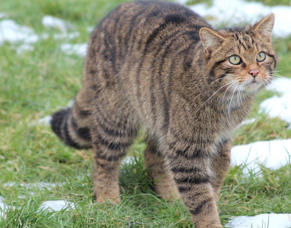 Норвежская лесная кошка: фото, описание, характер, содержание, отзывы