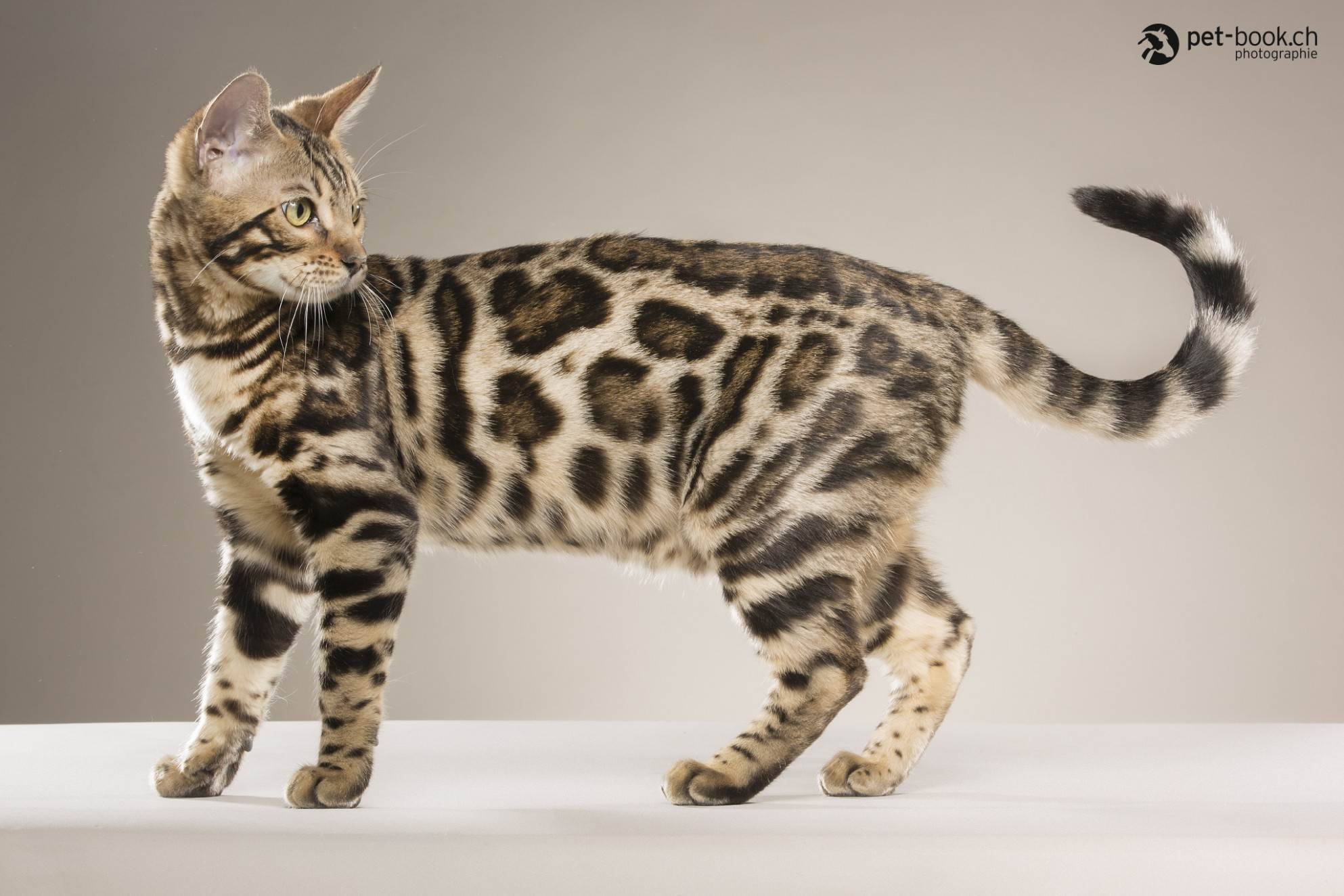 Пятнистые породы кошек и котов: фото диких и домашних питомцев, описание характера и привычек