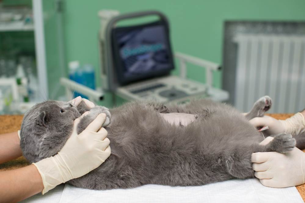Пиометра у кошек: как лечить и профилактировать заболевание