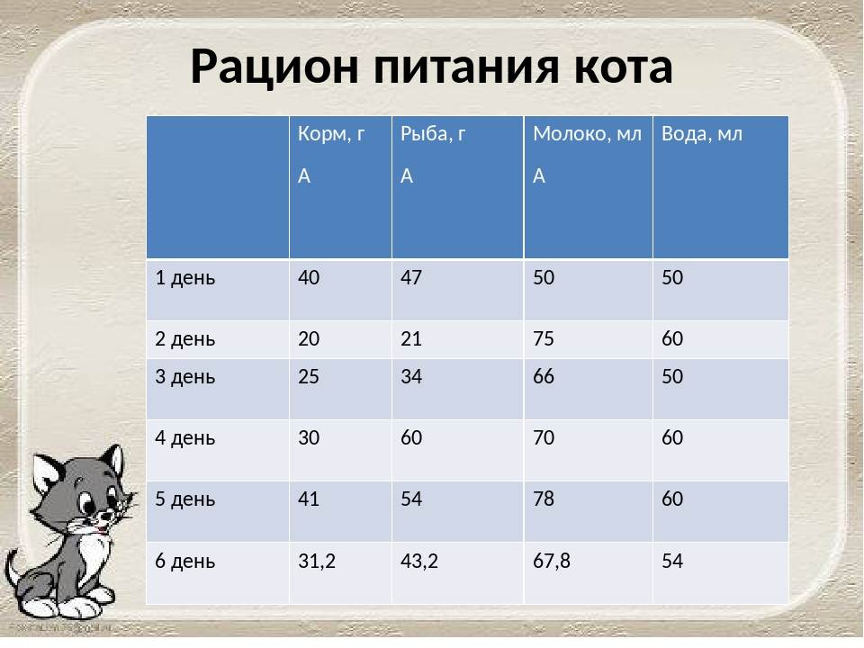 ᐉ сколько раз в день кормить котенка? - ➡ motildazoo.ru