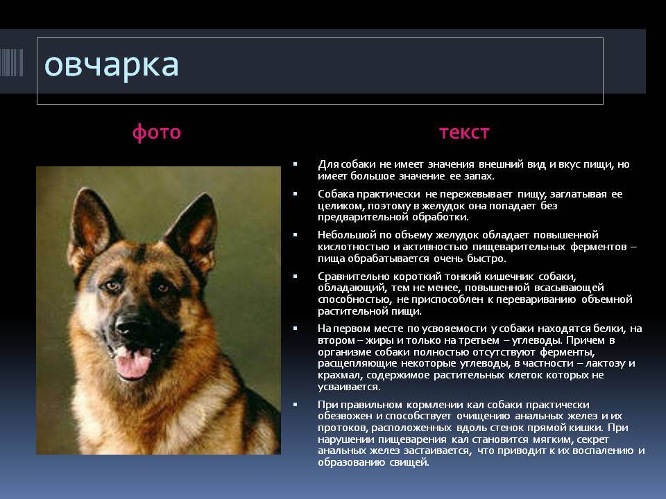 Маленькие породы собак: топ-20 с описанием и фото | dogkind.ru