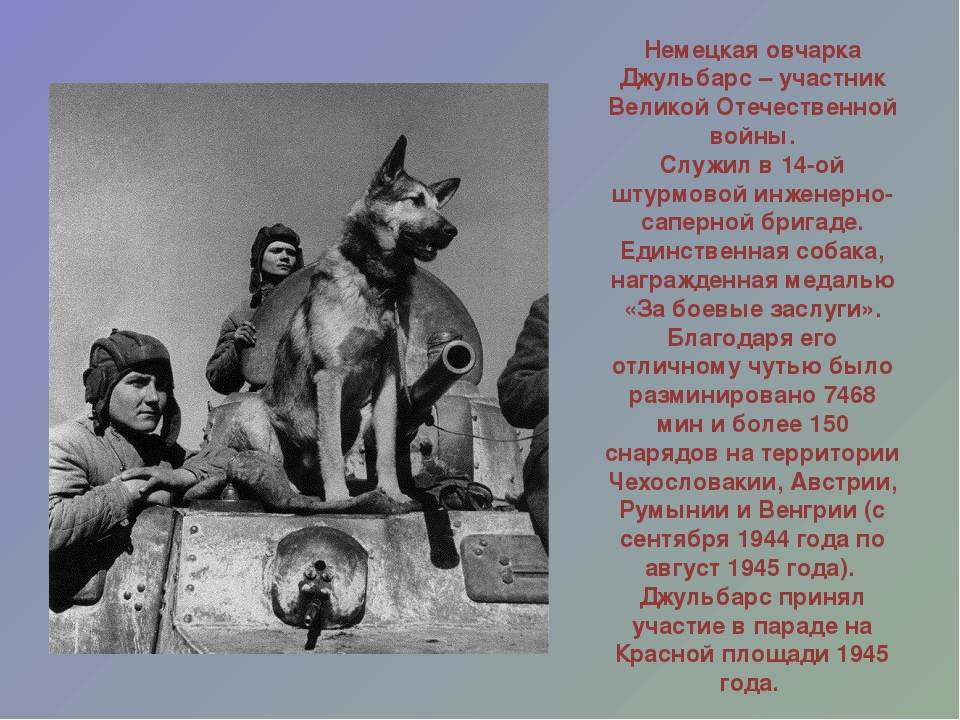 Как собаки помогали во время великой отечественной войны