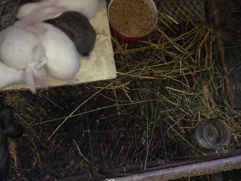 Особенности размножения кроликов: сроки спаривания особей, подготовка к летнему, зимнему окролу, выкармливание потомства