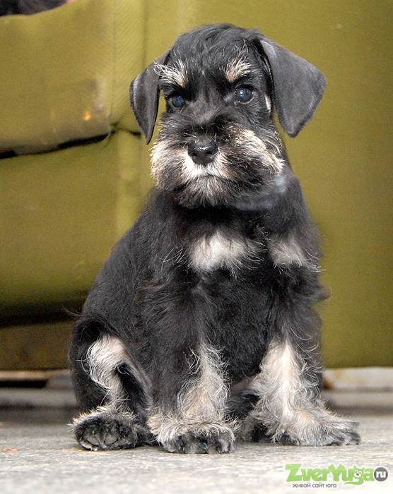 Порода собак цвергшнауцер, миниатюрный шнауцер, карликовый шнауцер: фото, видео, описание породы и характер