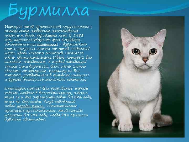 Порода кошки бамбино: характеристики, фото, характер, правила ухода и содержания - petstory