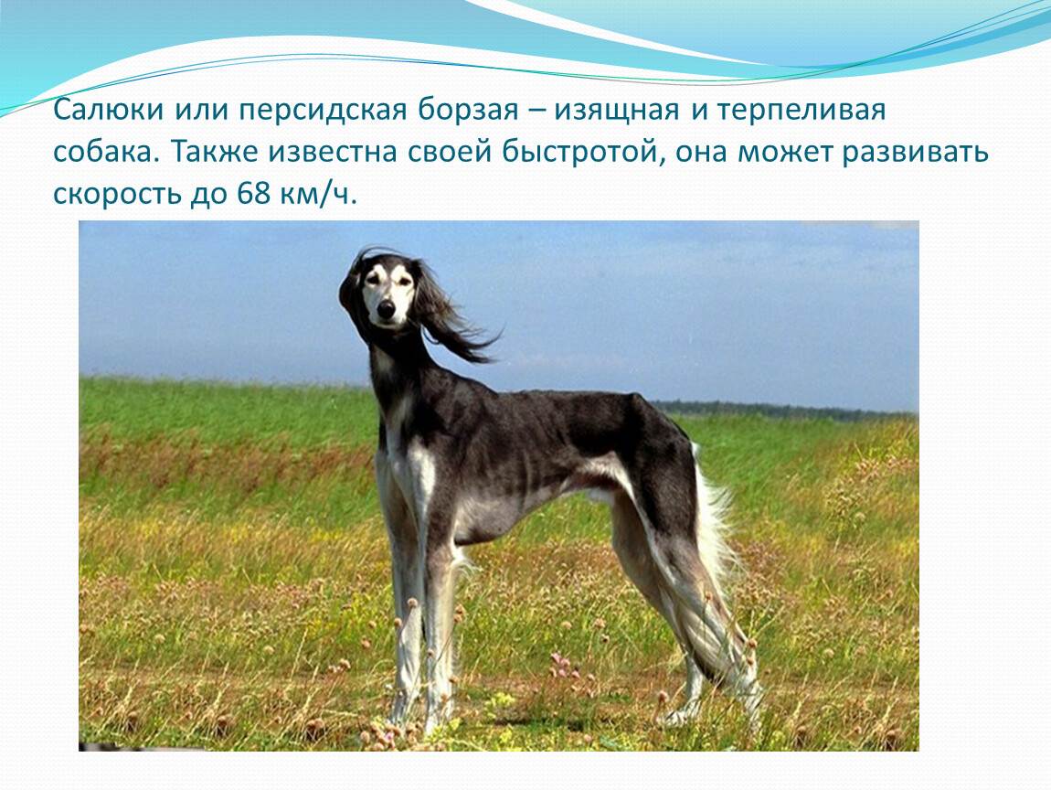 Изящная, красивая и грациозная персидская борзая (газелья собака) – салюки