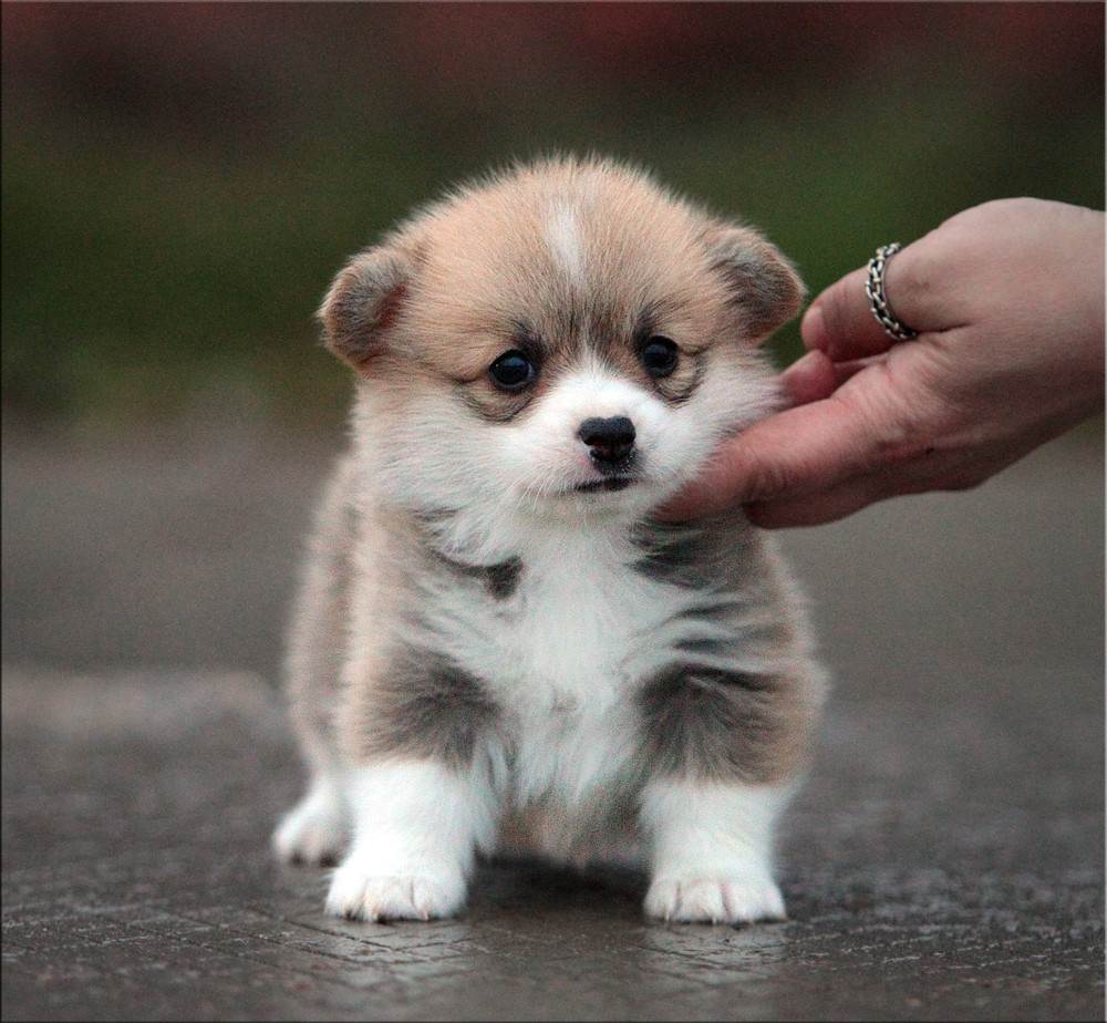 Самая дорогая порода собак в мире – какая она и сколько стоит? | wikiq.ru