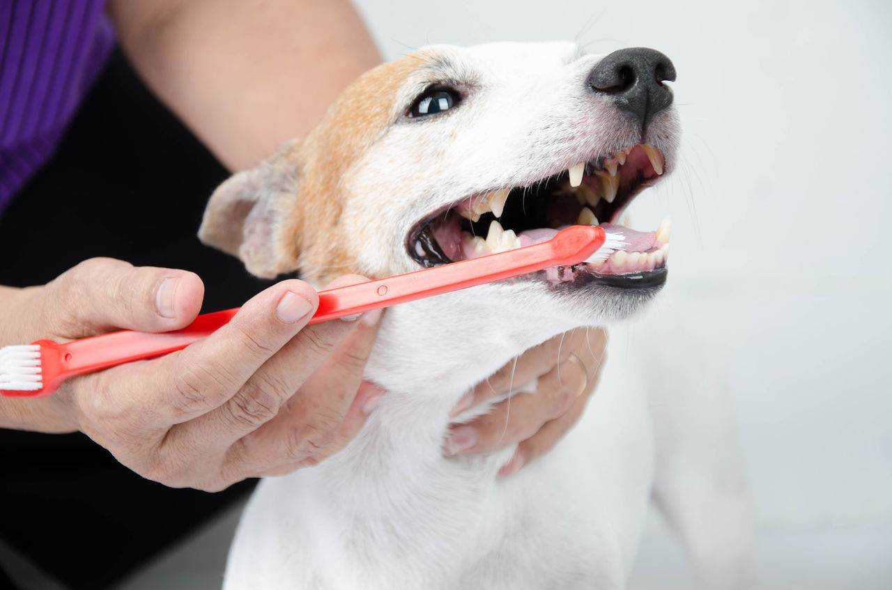 Как снять зубной камень у собаки? советы владельцам | блог ветклиники "беланта"