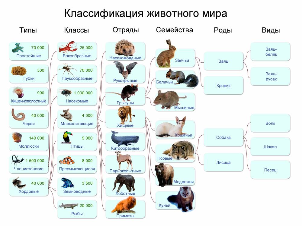 ᐉ к какому семейству относятся волки и собаки? - zoomanji.ru