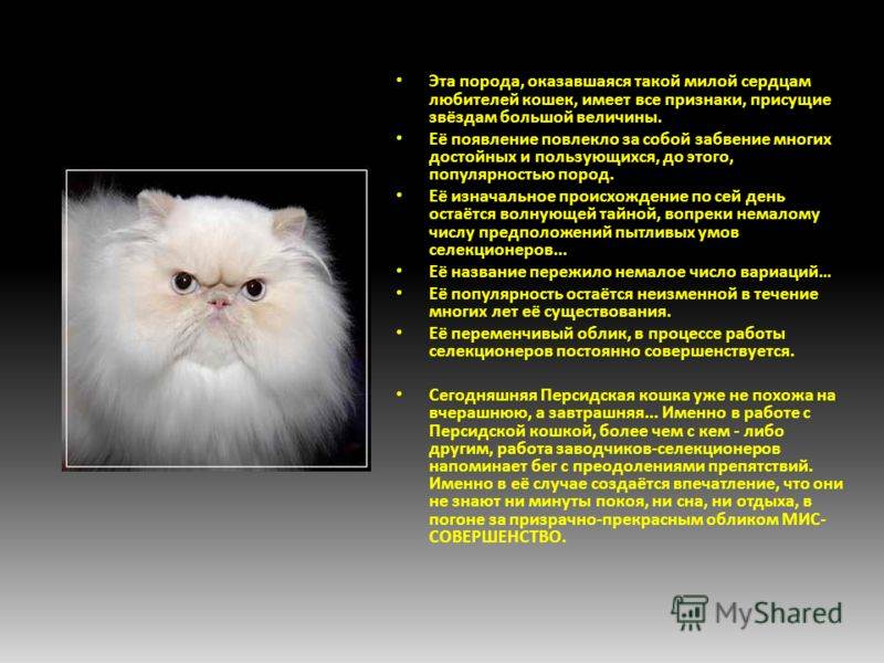 Гималайская кошка - фото и описание (характер, уход и кормление)